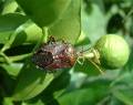 Bronze Orange Bug horiz_2cropped